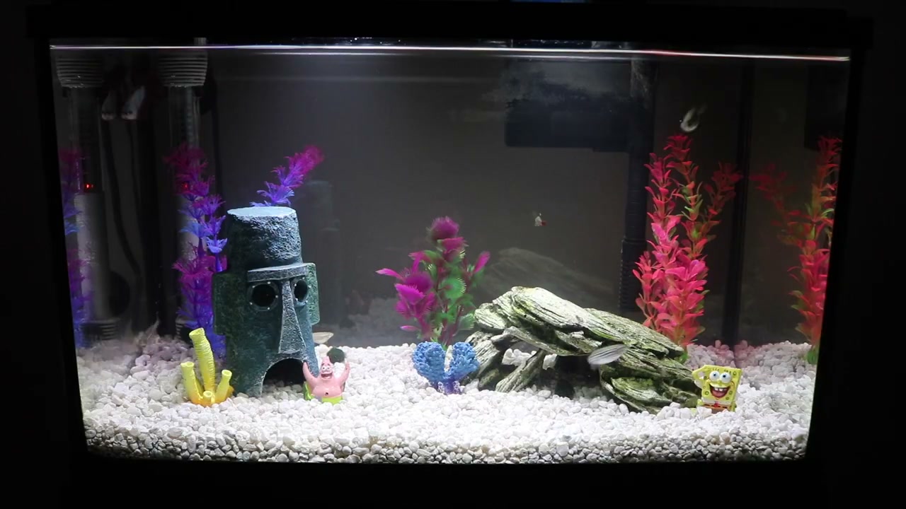 How to Clean a Fish Tank: 8-Step Aquarium Cleaning Guide