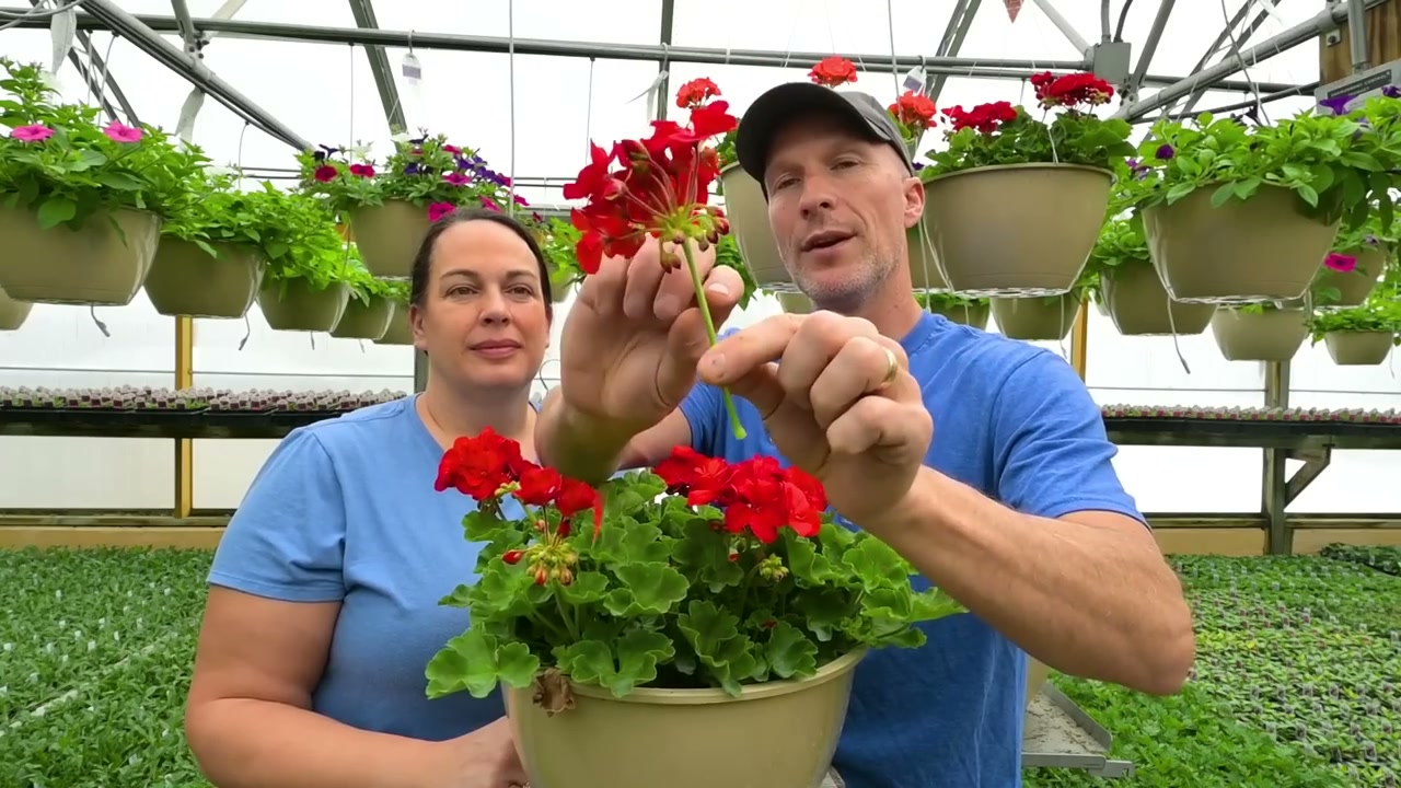 How to Deadhead Geraniums (The Right Way for More Blooms)