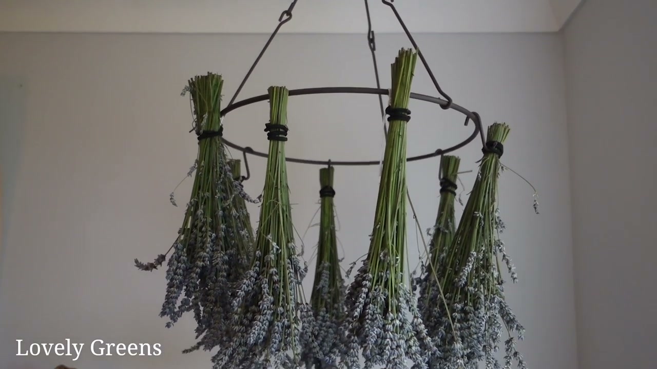 How to Dry Lavender at Home