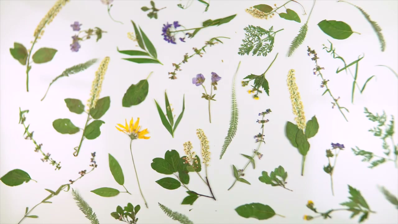 How to Press Flowers (4 Methods: Microwave, Iron, Book, and Press)