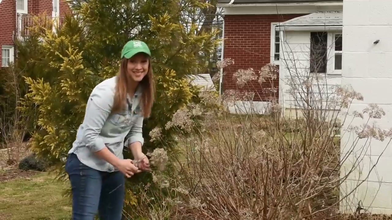 How to Prune Hydrangeas (All Varieties, Step-by-Step)
