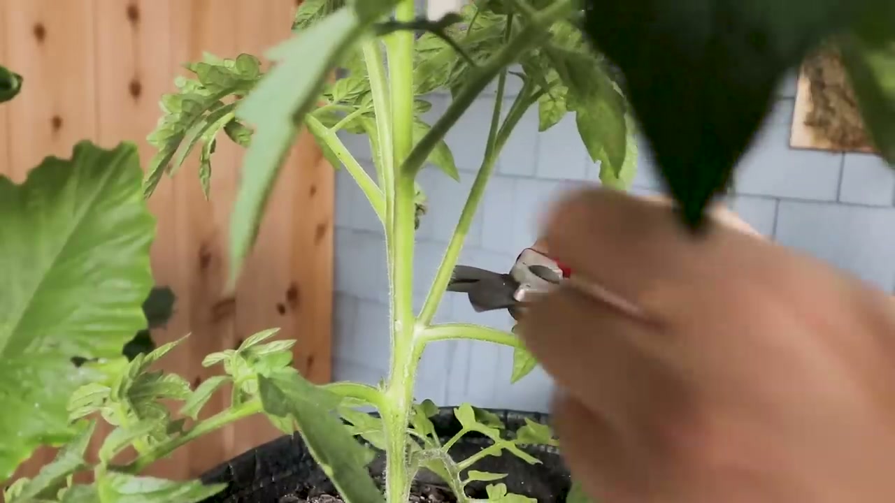 How to Prune Tomato Plants for Maximum Yield (8-Step Guide)